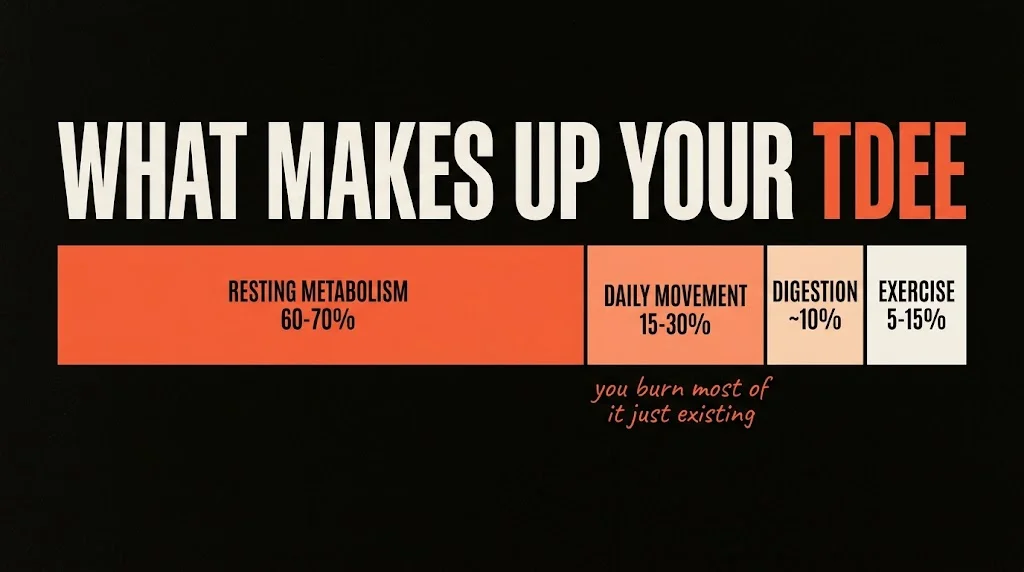 What makes up your TDEE: resting metabolism, daily movement, digestion and exercise — and how to eat below it to lose fat
